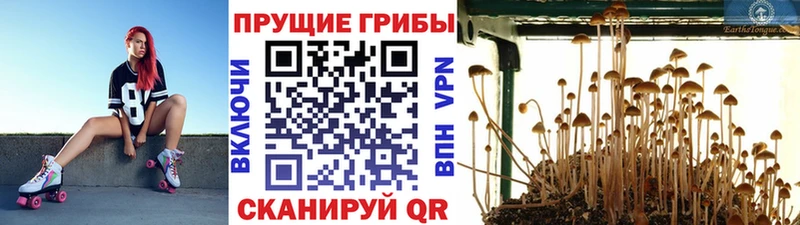 Псилоцибиновые грибы Cubensis  Усть-Катав 